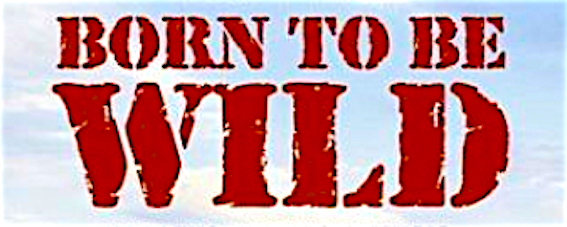 Born to be wild 